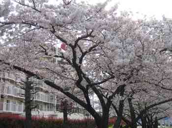 03桜.jpg