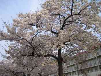 04桜.jpg