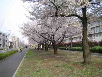 05桜.jpg