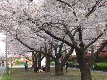 06桜.jpg