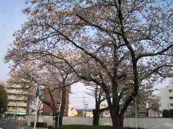 09桜.jpg