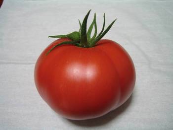 トマト02.jpg