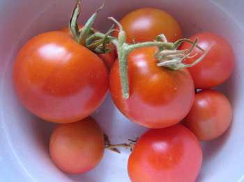 tomato_02.jpg